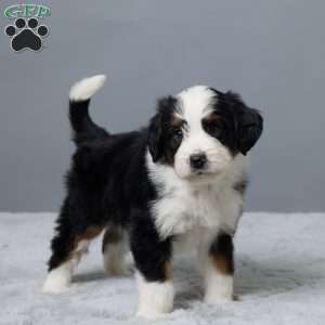 Rock, Mini Bernedoodle Puppy